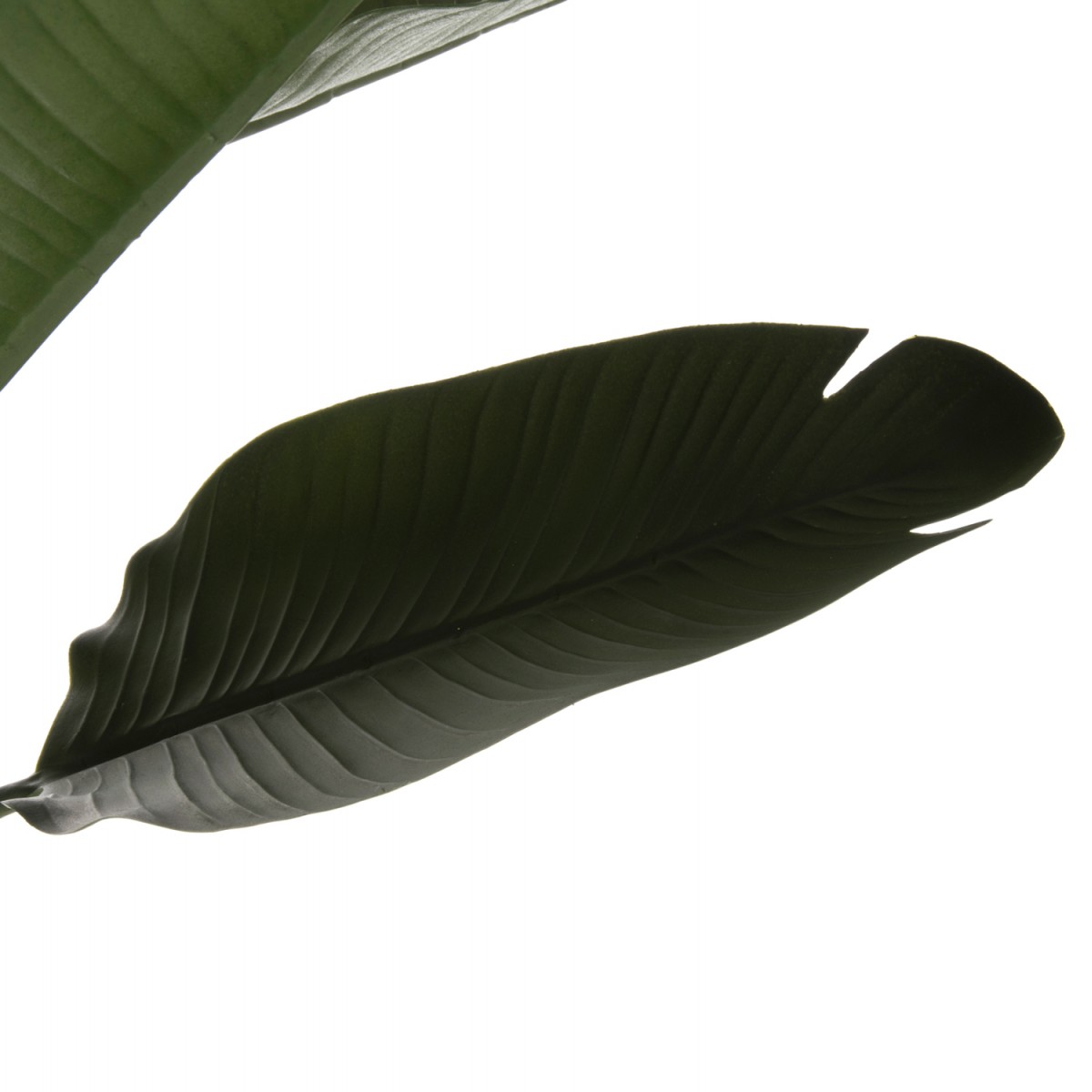 ΔΙΑΚΟΣΜΗΤΙΚΟ ΣΥΝΘΕΤΙΚΟ ΦΥΤΟ HM7982 ΣΤΡΕΛΙΤΣΙΑ ΣΕ ΓΛΑΣΤΡΑ Φ17x14,5-150Yεκ.