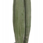 ΔΙΑΚΟΣΜΗΤΙΚΟ ΣΥΝΘΕΤΙΚΟ ΦΥΤΟ HM4743 ΚΑΚΤΟΣ ΜΕ ΓΛΑΣΤΡΑ Φ16x62Υεκ.